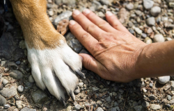 Instituto Ampara Animal promove o projeto PetEsperana