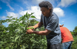 Governo de MT promove agricultura familiar inclusiva com apoio a quilombolas, indgenas e mulheres