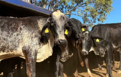 Seaf entrega 60 novilhas prenhes a produtores de Bom Jesus do Araguaia para melhorar rebanho leiteiro de MT