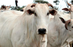 Arroba da vaca gorda em Mato Grosso registra ganho