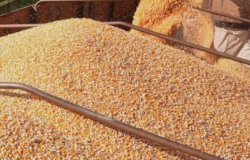 Cotao do milho disponvel em Mato Grosso cai 1,6%