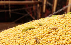 Preo da soja disponvel em Mato Grosso tem forte queda