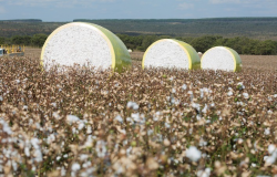 Mercado de Algodo Mantm Preos Firmes em Semana de Negcios Pontuais