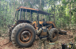 Operao Escudo Verde combate extrao ilegal de madeira no norte de Mato Grosso