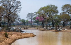 Especialistas afirmam que animais esto em boas condies apesar da seca no Pantanal