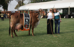 Vaca avaliada em mais de R$ 1 milho na Expo Rio Preto SICREDI  a Grande Campe da 24 Exposio Nacional do Gir Leiteiro Expogil 2024