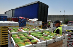 Exportaes de frutas brasileiras registram alta em valor em 2024, apesar de desafios climticos