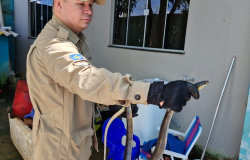 Corpo de Bombeiros alerta para aparecimento de animais peonhentos em reas urbanas