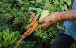 Sancionada lei que fortalece financiamento para agricultura familiar