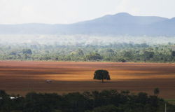 Governo cobra de infratores ambientais recuperao de 6,8 mil hectares em 5 biomas