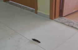 Cachorro de Madame: Desafios de Higiene no Hall do Condomínio