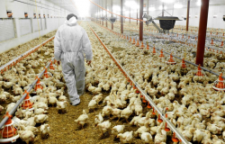 Agricultura suspende temporariamente venda de carne de frango à União Europeia