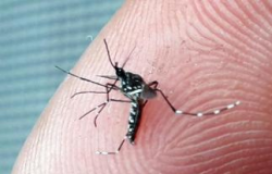 ATENO Sade emite alerta sobre aumento de casos de Chikungunya em Cuiab