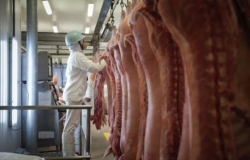 Exportação de carne suína preocupa pela redução de preço da tonelada e perda volumes