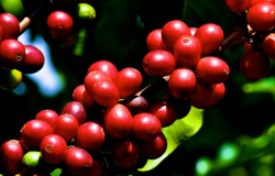 Brasil deve produzir 58,9 milhões de sacas de café em 2022/2023