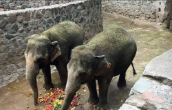 Mãe e filha, elefantas de cativeiro se preparam para deixar a Argentina e viver em Santuário em MT