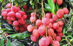 Cinco frutas produzidas no Paraná conquistam certificação internacional para exportação