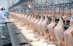 Santa Catarina amplia em 28% as exportações de carne de frango no primeiro trimestre de 2022