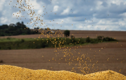 DATAGRO corta estimativa da safra brasileira de soja 2021/22 para 124,73 mi de t