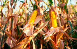 Troca do boi por milho em Mato Grosso segue favorvel para pecuarista, diz instituto
