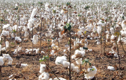 Colheita de algodo avana em Mato Grosso e chega a 22% da rea