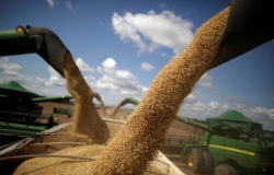 StoneX eleva previso de colheita soja do Brasil 23/24; reduz milho 1 safra