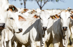 Conselho aprova redução de ICMS para venda de gado em Mato Grosso