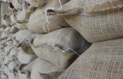 Exportações globais de café crescem 2% em agosto, diz OIC