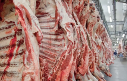Abate de bovinos aumenta e resulta em menor ociosidade de frigoríficos em Mato Grosso