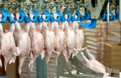 Rabobank: apesar da guerra na Ucrânia, mercado permanecerá firme para a carne de frango