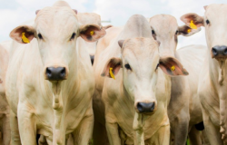 Ano desafiador para a bovinocultura de corte