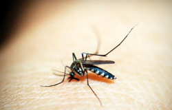 Rio entra em situação de emergência devido a casos de dengue