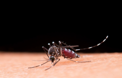 Dengue: como identificar, tratar e prevenir