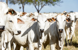 Indea divulga atualizao de estoque de bovinos; MT se mantm na liderana com maior rebanho do pas
