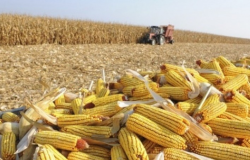 Comercializao da safrinha de milho de 2024 no centro-sul atinge 23,3%