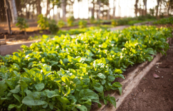 Projetos sustentveis no MT e regio trazem ganhos de at 10% para o agro