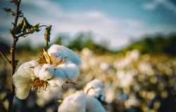 Mato Grosso exporta 136,64 mil t de algodão em fevereiro – Imea