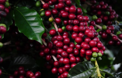Projeção para nova safra de café do Brasil cai para 64,5 mi de sacas, diz Rabobank