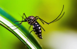 Dengue: Anvisa vai priorizar registro de dispositivos para diagnstico