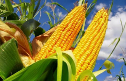 Cenrio divergente: Futuros do milho na B3 operam em alta, enquanto Chicago inicia com recuos