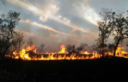 Pesquisa custeada pela Fapemat utiliza técnica do "DNA ambiental" para identificar impacto do fogo no Pantanal