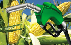 Usinas do Brasil elevam capacidade de acar e "deixam" etanol a processadores de milho