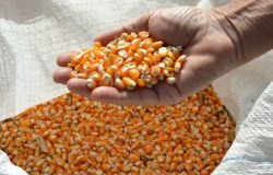 Comercializao do milho no Brasil em marcha lenta