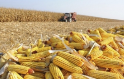 Colheita da 1 Safra de milho 2023/24 atinge 51%, revela Conab