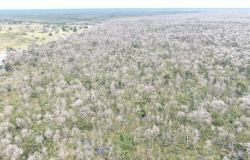 Operao Cordilheira sequestra propriedades e aplica multa de R$ 2,8 bilhes por desmate qumico no Pantanal