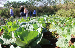 Pesquisa desenvolve indicadores ambientais para produo agroecolgica em Gois