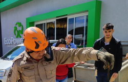 Corpo de Bombeiros resgata gamb dentro de cavalete de registro de gua