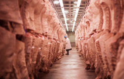 Exportaes de carne bovina batem recorde histrico, mas preos sofrem queda