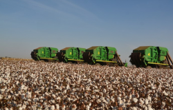 Comea colheita de algodo em Mato Grosso