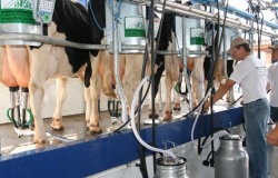 Preo do leite pago ao produtor em Mato Grosso aumenta 5%; captao cresce